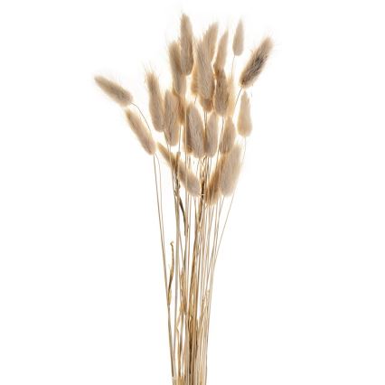 Eglo - Osušeni cvijet 60 cm bež
