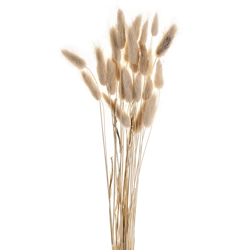 Eglo - Osušeni cvijet 60 cm bež