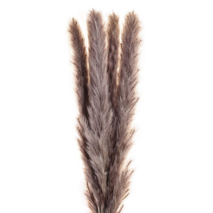 Eglo - Osušeni cvijet 60 cm ljubičasta