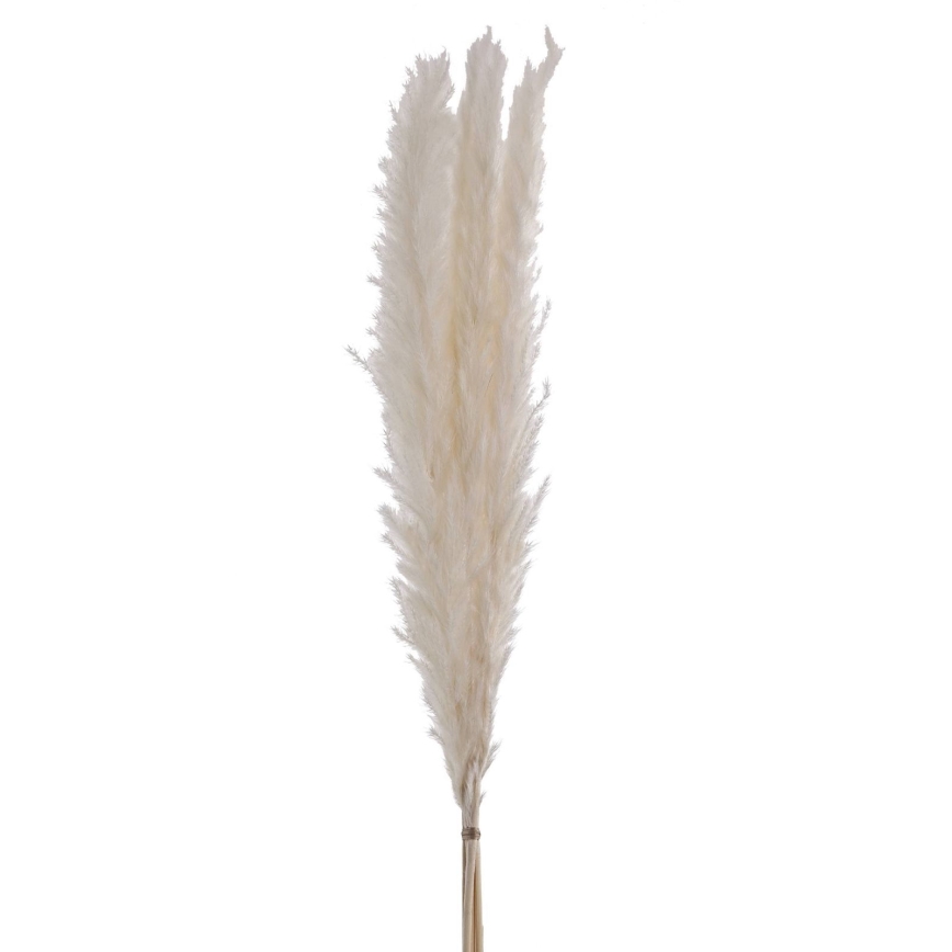 Eglo - Osušeni cvijet 70 cm bijela