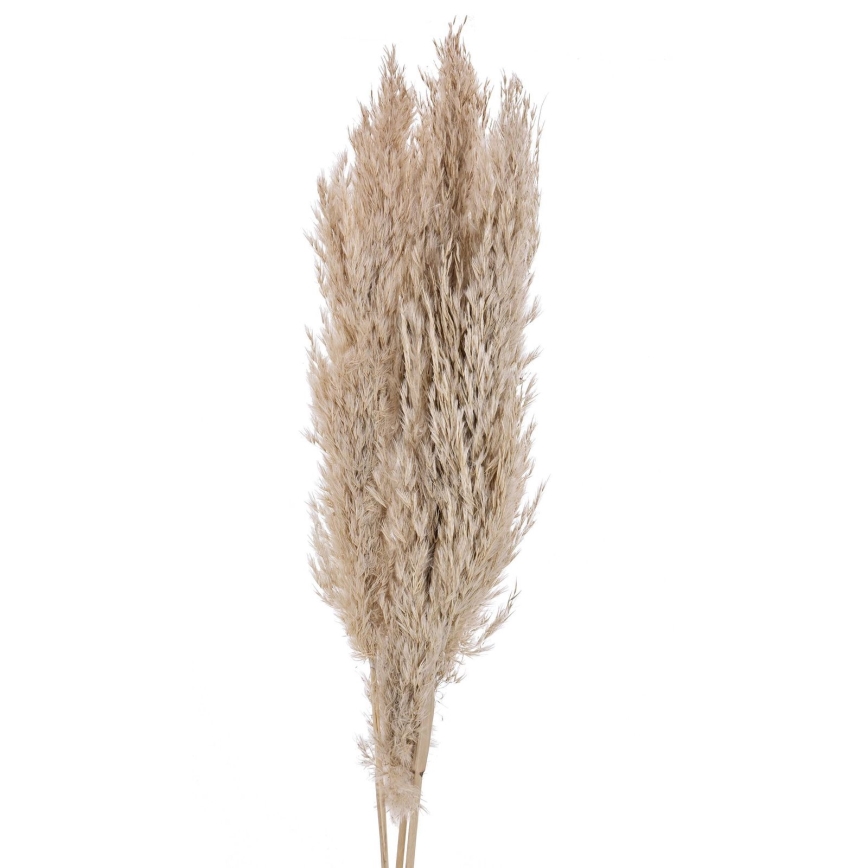 Eglo - Osušeni cvijet 85 cm bež