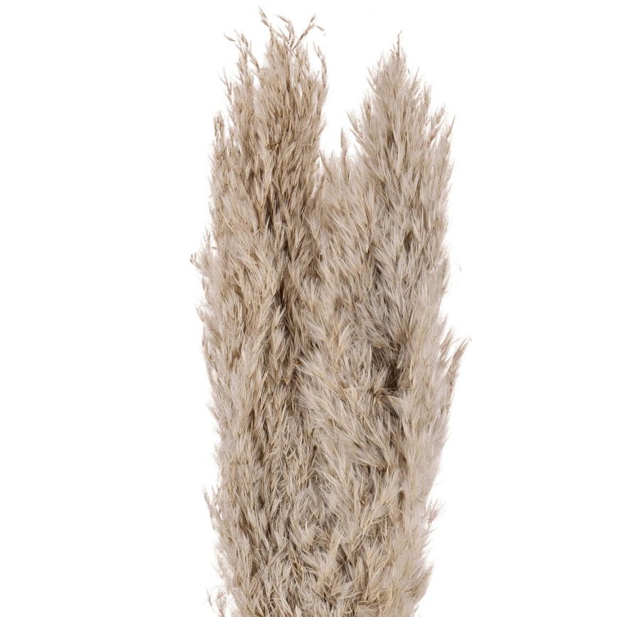 Eglo - Osušeni cvijet 55 cm bež