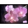Eglo 75036 - LED osvijetljena dekorativna slika ORCHIDS 4xLED/0,02W