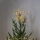 Eglo - LED Vanjska božićna dekoracija 30xLED/0,06W/3xAA IP44
