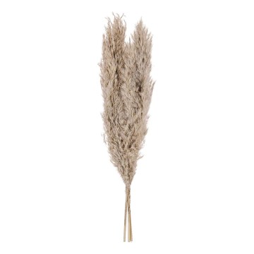 Eglo - Osušeni cvijet 55 cm bež