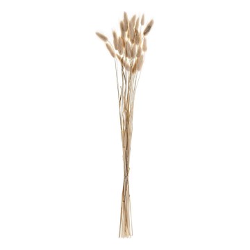 Eglo - Osušeni cvijet 60 cm bež