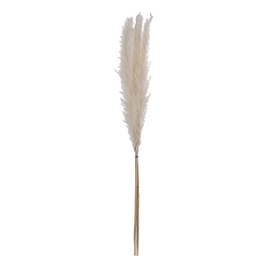 Eglo - Osušeni cvijet 70 cm bijela