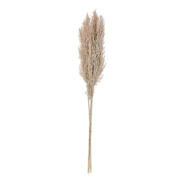 Eglo - Osušeni cvijet 85 cm bež
