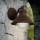 Eglo - Vanjska zidna svjetiljka 1xE27/40W IP44