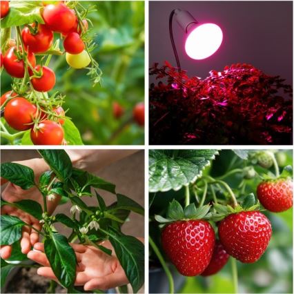 Fleksibilna stolna lampa s kopčom za uzgoj biljaka PLANTY 1xE27/30W/230V bijela