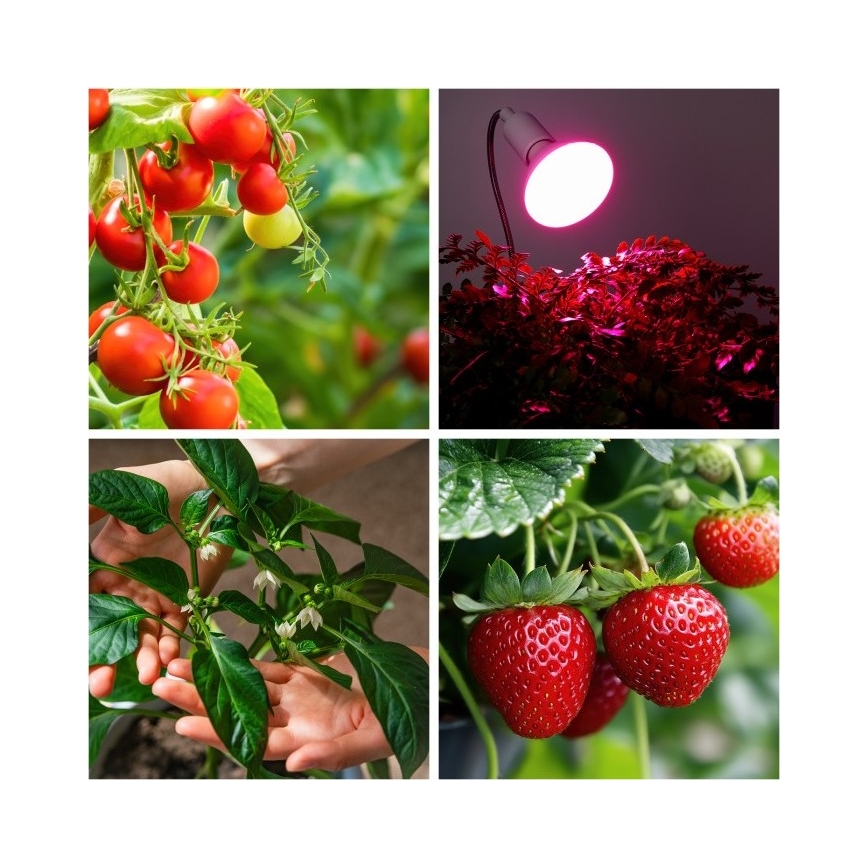 Fleksibilna stolna lampa s kopčom za uzgoj biljaka PLANTY 1xE27/30W/230V bijela