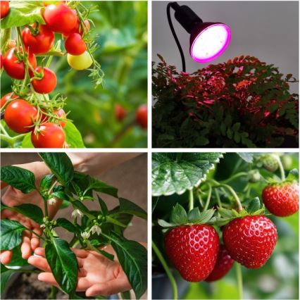 Fleksibilna stolna lampa s kopčom za uzgoj biljaka PLANTY 1xE27/30W/230V crna
