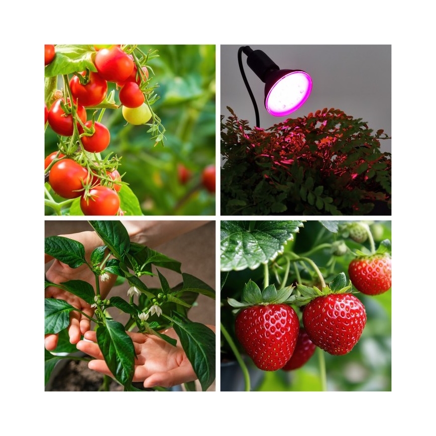 Fleksibilna stolna lampa s kopčom za uzgoj biljaka PLANTY 1xE27/30W/230V crna