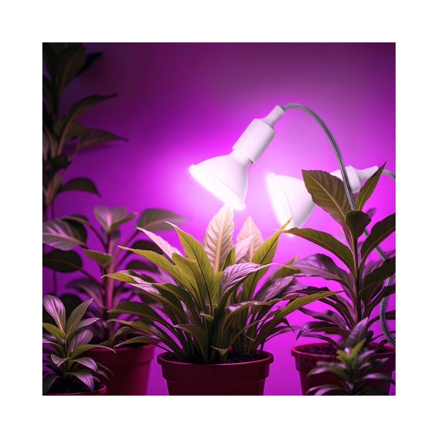 Fleksibilni stolna lampa s kopčom za uzgoj biljaka PLANTY 2xE27/30W/230V bijela