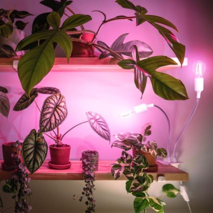 Fleksibilni stolna lampa s kopčom za uzgoj biljaka PLANTY 2xE27/30W/230V bijela