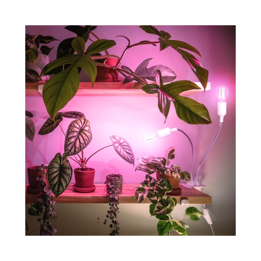 Fleksibilni stolna lampa s kopčom za uzgoj biljaka PLANTY 2xE27/30W/230V bijela