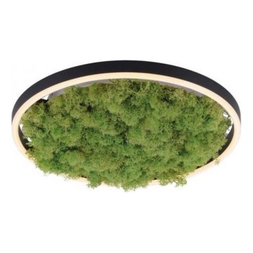 JUST LIGHT. 15391-66 - LED Prigušiva stropna svjetiljka ZELENA RITU LED/20W/230V