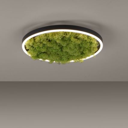 JUST LIGHT. 15391-66 - LED Prigušiva stropna svjetiljka ZELENA RITU LED/20W/230V