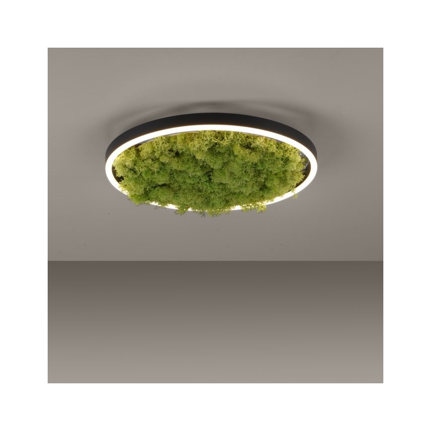 JUST LIGHT. 15391-66 - LED Prigušiva stropna svjetiljka ZELENA RITU LED/20W/230V