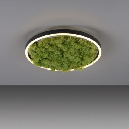 JUST LIGHT. 15391-66 - LED Prigušiva stropna svjetiljka ZELENA RITU LED/20W/230V