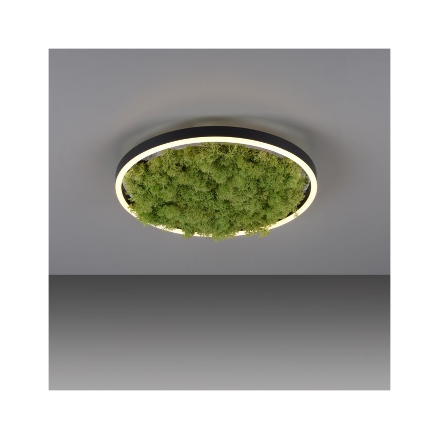 JUST LIGHT. 15391-66 - LED Prigušiva stropna svjetiljka ZELENA RITU LED/20W/230V