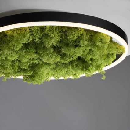 JUST LIGHT. 15391-66 - LED Prigušiva stropna svjetiljka ZELENA RITU LED/20W/230V