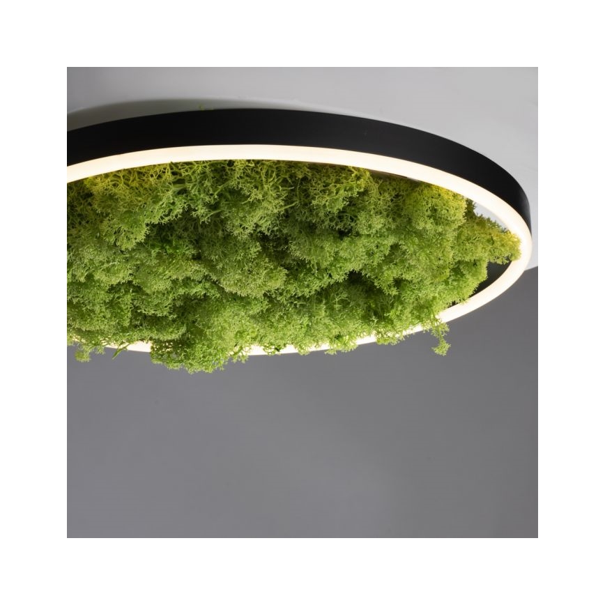 JUST LIGHT. 15391-66 - LED Prigušiva stropna svjetiljka ZELENA RITU LED/20W/230V