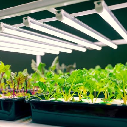 LED Podelementna svjetiljka za uzgoj biljaka GROWLY LED/9W/230V bijela