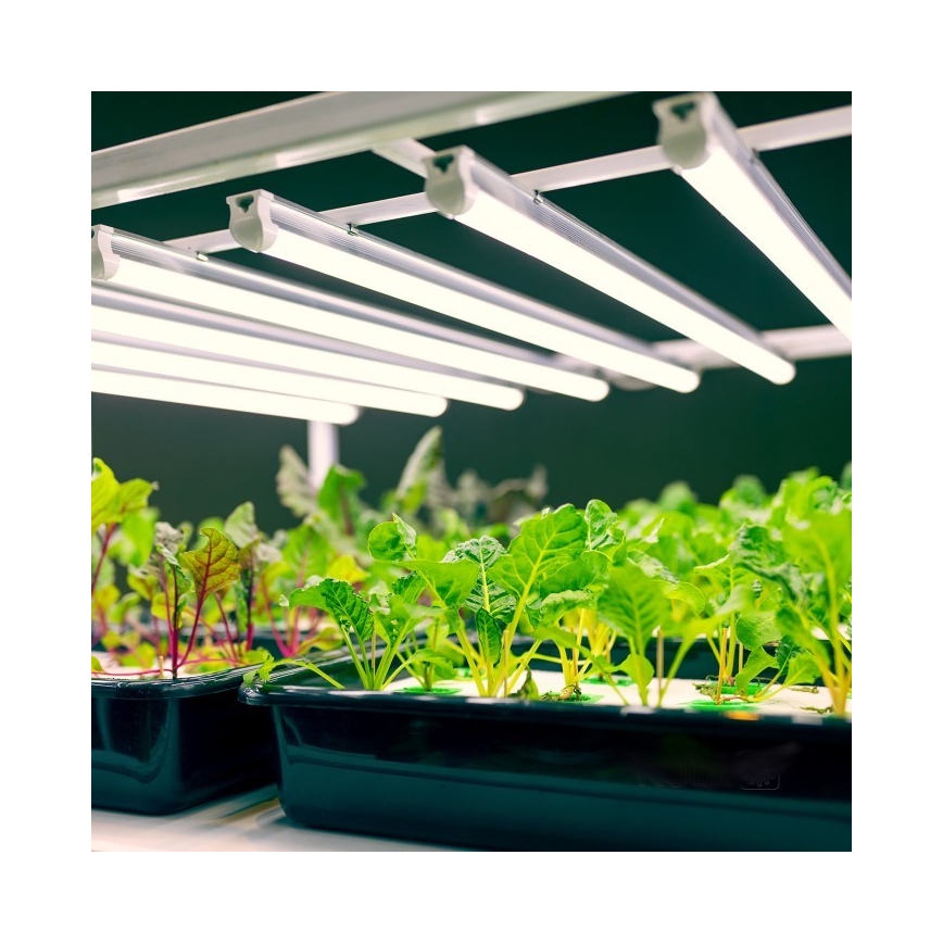 LED Podelementna svjetiljka za uzgoj biljaka GROWLY LED/9W/230V bijela