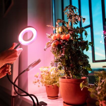 LED Prigušiva fleksibilna stolna lampa s kopčom za uzgoj biljaka VITARO 2xLED/4W/230V crna
