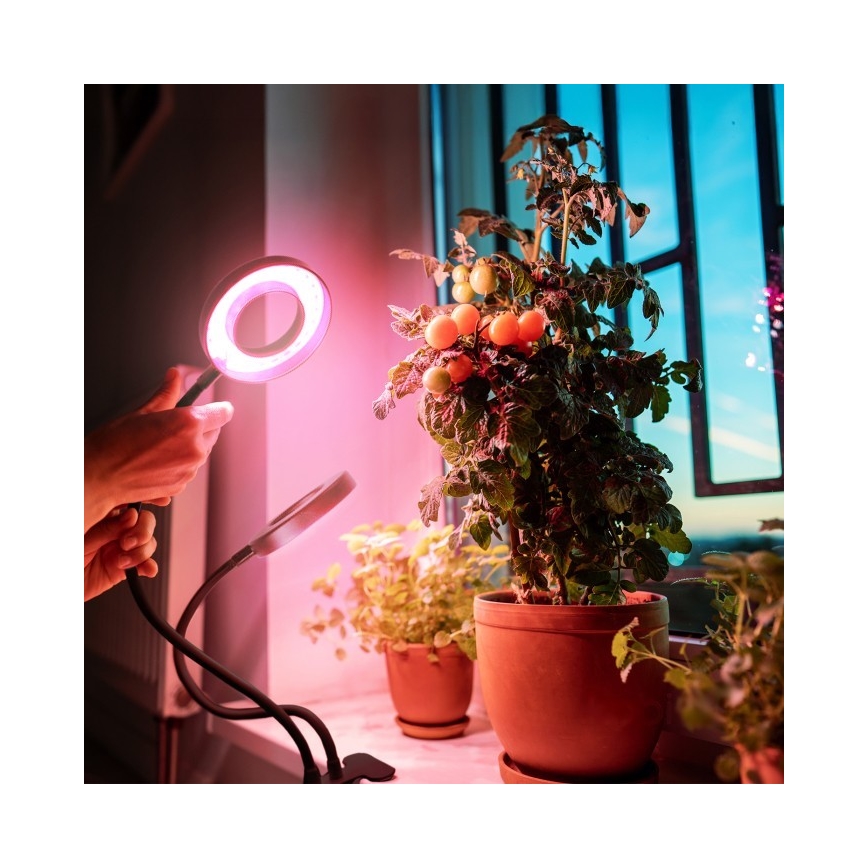 LED Prigušiva fleksibilna stolna lampa s kopčom za uzgoj biljaka VITARO 2xLED/4W/230V crna