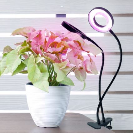 LED Prigušiva fleksibilna stolna lampa s kopčom za uzgoj biljaka VITARO 2xLED/4W/230V crna