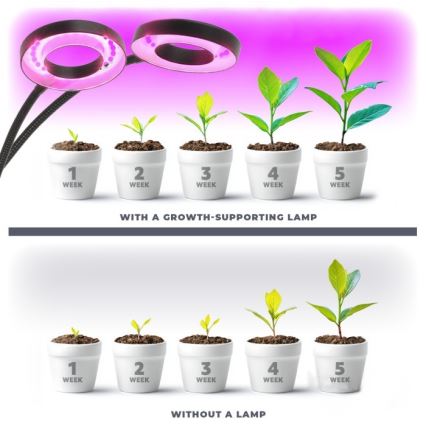 LED Prigušiva fleksibilna stolna lampa s kopčom za uzgoj biljaka VITARO 2xLED/4W/230V crna