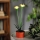 LED solarna svjetiljka LED/1,2V 200 mAh IP44 cvijet