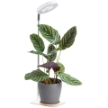 LED stolna lampa s prigušivanjem za uzgoj biljaka VERDI LED/5W/5V 1300K CRI 95 bijela