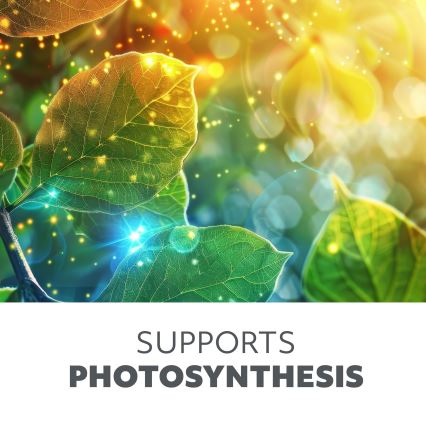 LED fleksibilna stolna lampa za uzgoj biljaka VITARO, s mogućnošću prigušivanja, 4xLED/10W/230V, crna