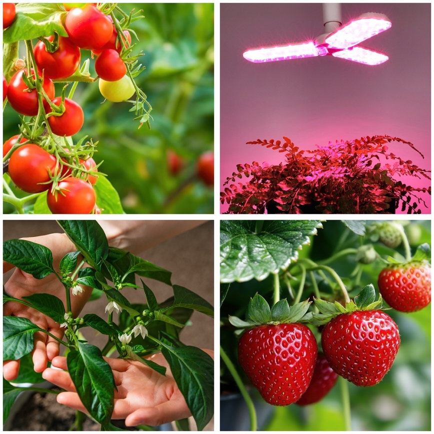 LED Žarulja za rast biljaka PLANTY E27/24W/230V 1200K