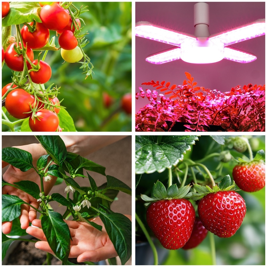 LED Žarulja za rast biljaka PLANTY E27/40W/230V 1200K
