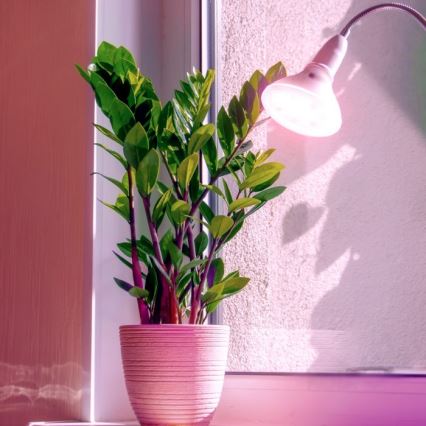 LED Žarulja za rast biljaka PLANTY E27/7W/230V 1200K bijela