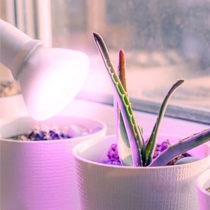 LED Žarulja za rast biljaka PLANTY E27/7W/230V 1200K bijela