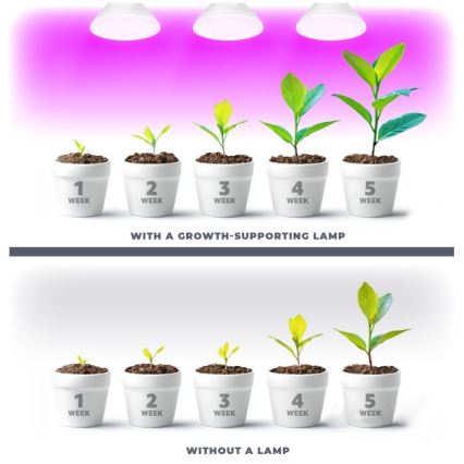 LED Žarulja za rast biljaka PLANTY E27/7W/230V 1200K bijela