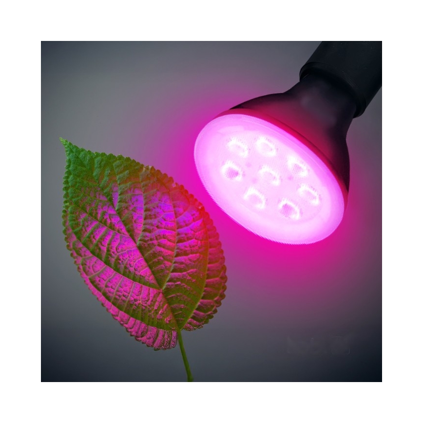 LED Žarulja za rast biljaka PLANTY E27/7W/230V 1200K crna