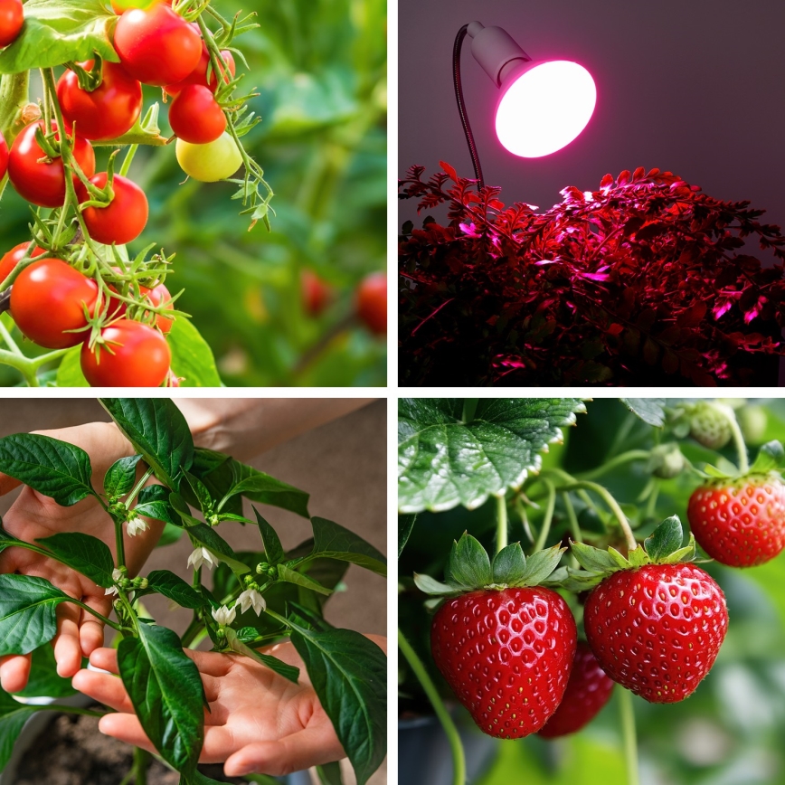 LED Žarulja za rast biljaka PLANTY E27/9W/230V 1200K bijela