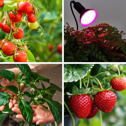 LED Žarulja za rast biljaka PLANTY E27/9W/230V 1200K crna