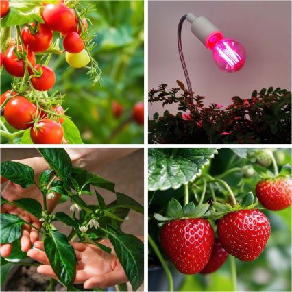 LED Žarulja za rast biljaka VITABLOOM E27/8W/230V 1200K - Brilagi