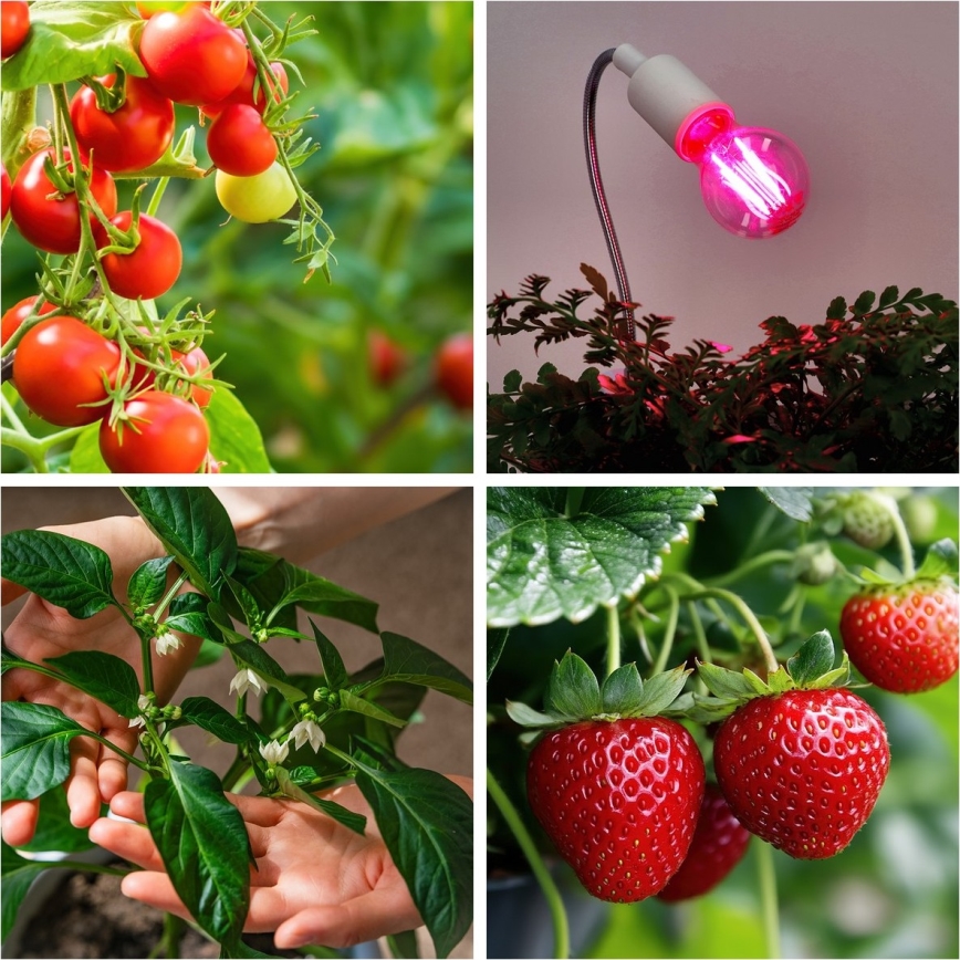 LED Žarulja za rast biljaka VITABLOOM E27/8W/230V 1200K - Brilagi