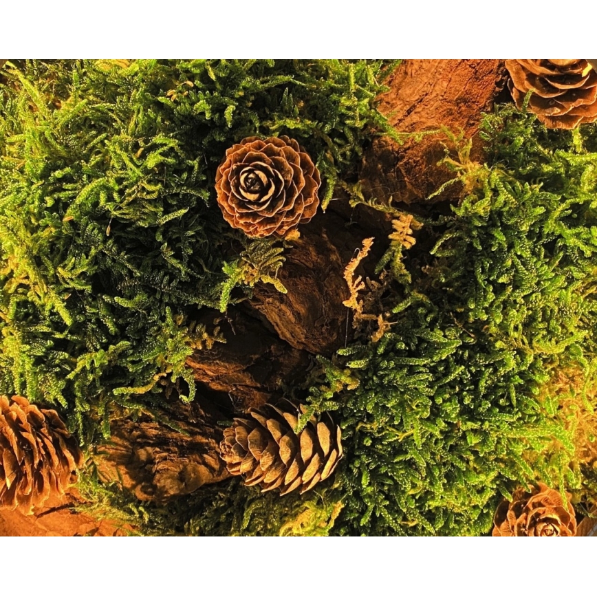 Li-Go 23654 - LED stolna dekoracija s prigušivanjem LED/12W/230V 20x22 cm orah/Mahoviti motiv