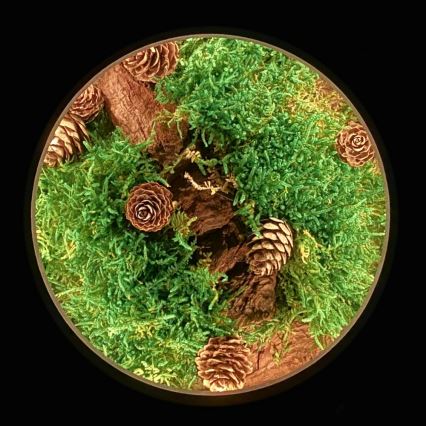 Li-Go 23654 - LED stolna dekoracija s prigušivanjem LED/12W/230V 20x22 cm orah/Mahoviti motiv