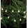 Markslöjd 702991 - LED Božićni lanac NALLE 10xLED/3xAA 1,7m topla bijela
