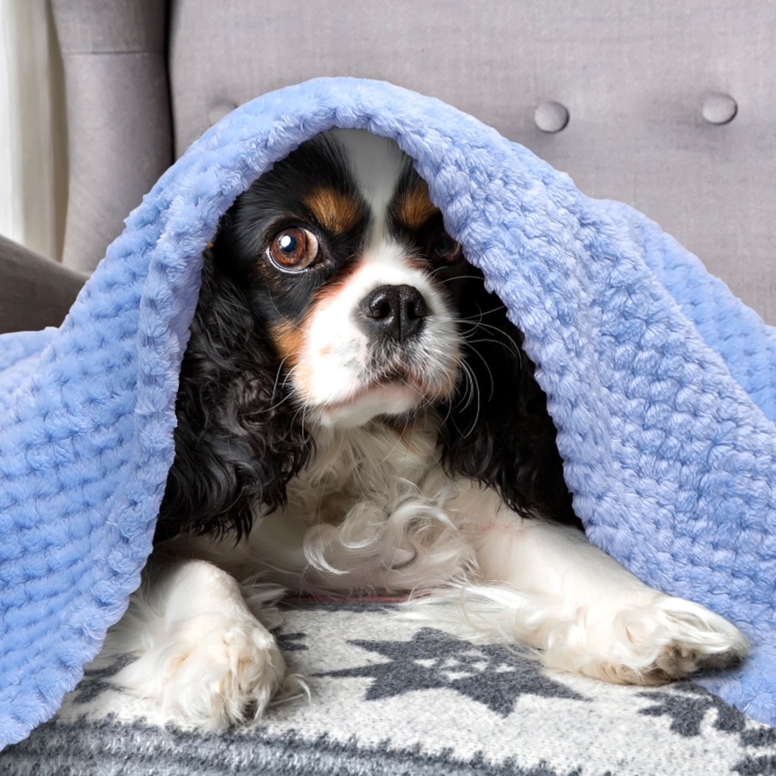 Nobleza - Deka za kućne ljubimce 100x80 cm plava